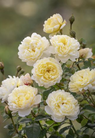 nye bevan david austin yellow shrub rose