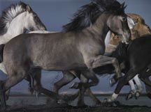 Tim-Flach-Armot.jpg