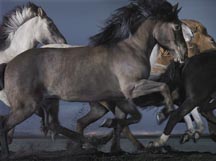 Tim-Flach-Armot.jpg