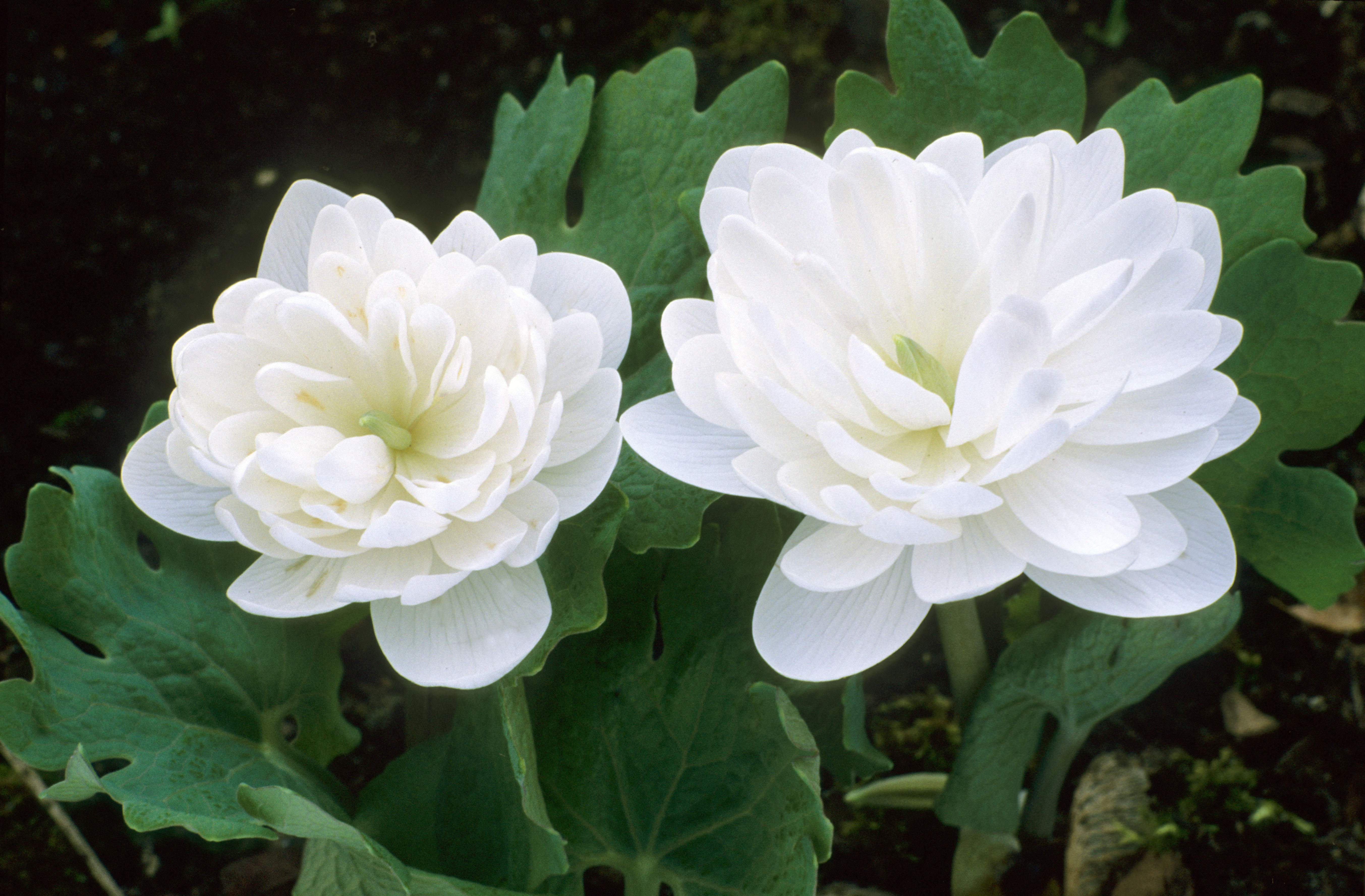 Sanguinaria canadensis Plena