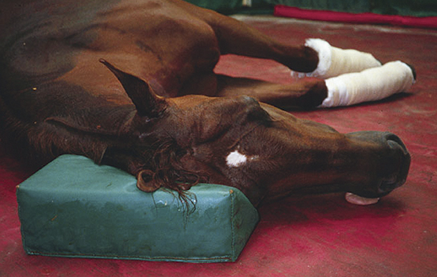 1-recovery-a-Ideally-the-horse-should-lie-quietly-until-regaining-full-consciousness.jpg