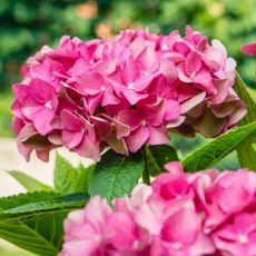 pink mophead hydrangea flowers