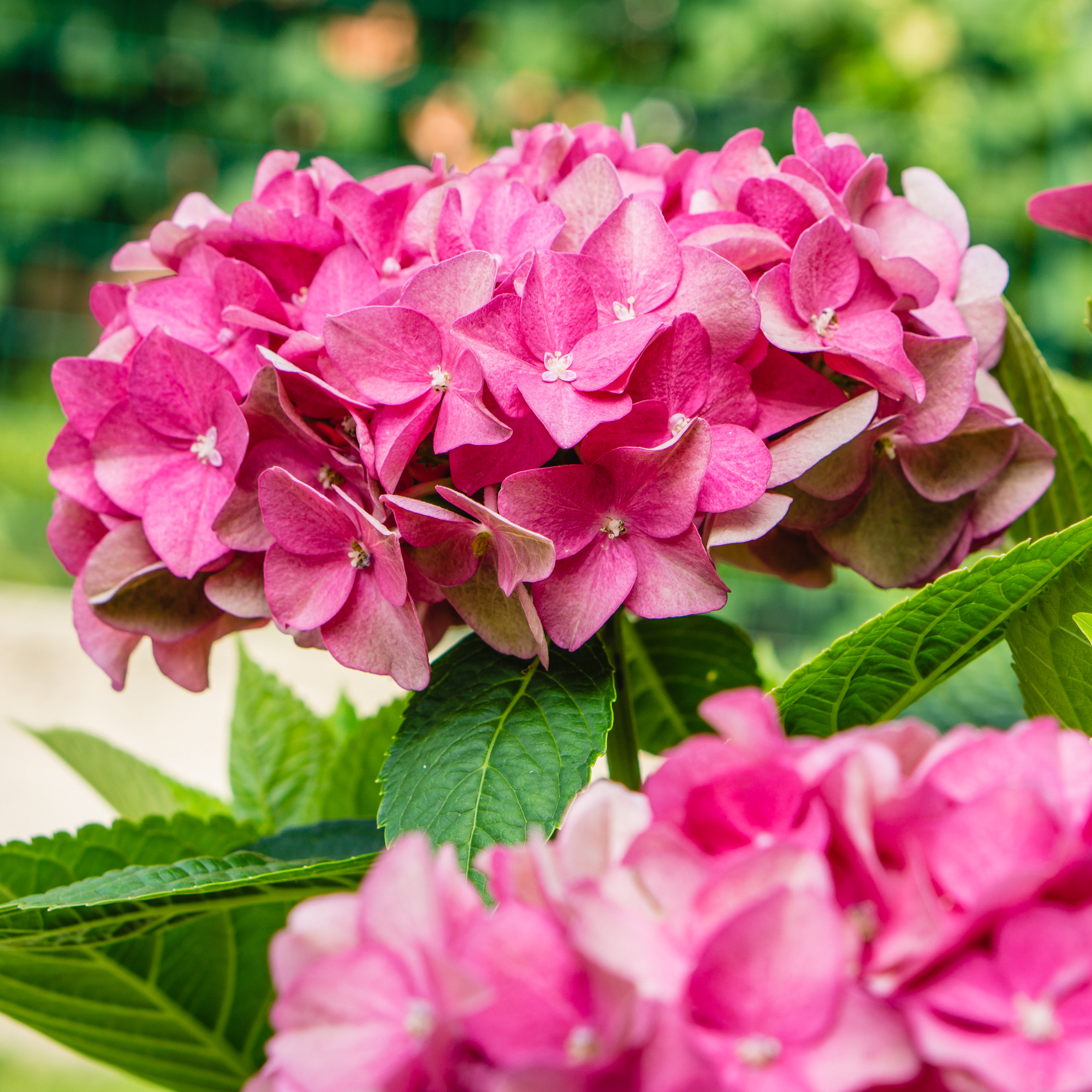 pink mophead hydrangea flowers