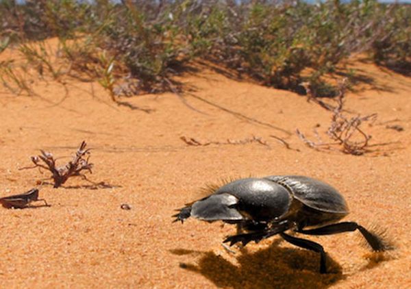 dung beetles, dung