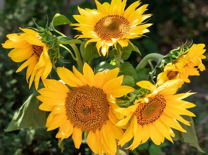 Sunflowers