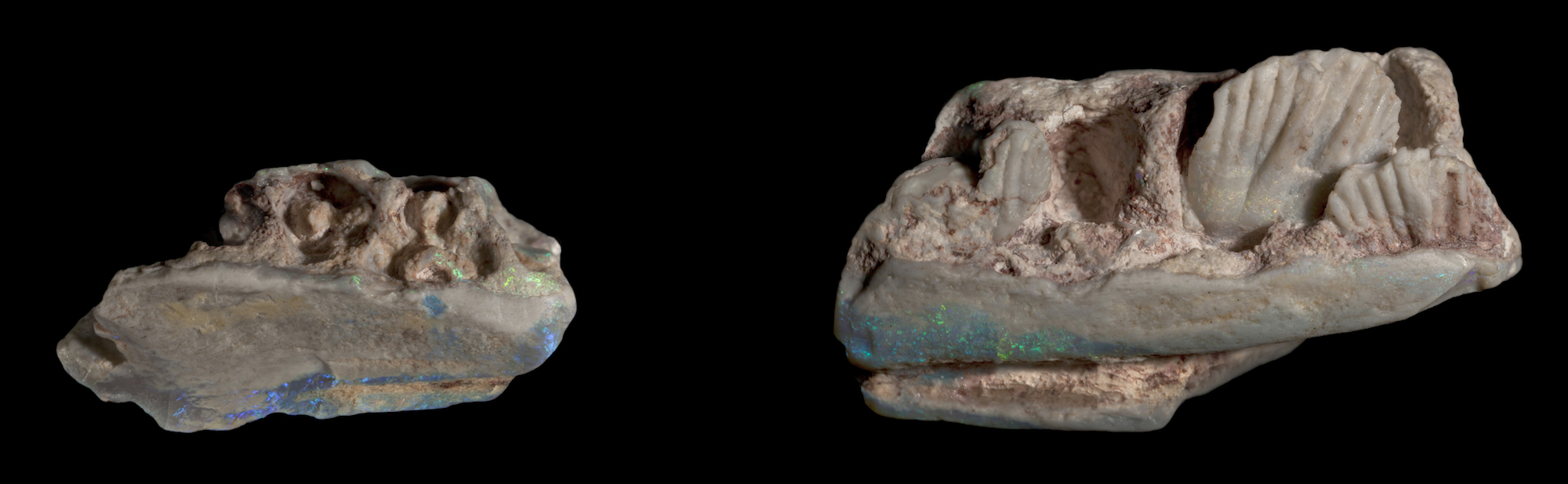 Opals glisten on the jaw fossils of Weewarrasaurus pobeni.