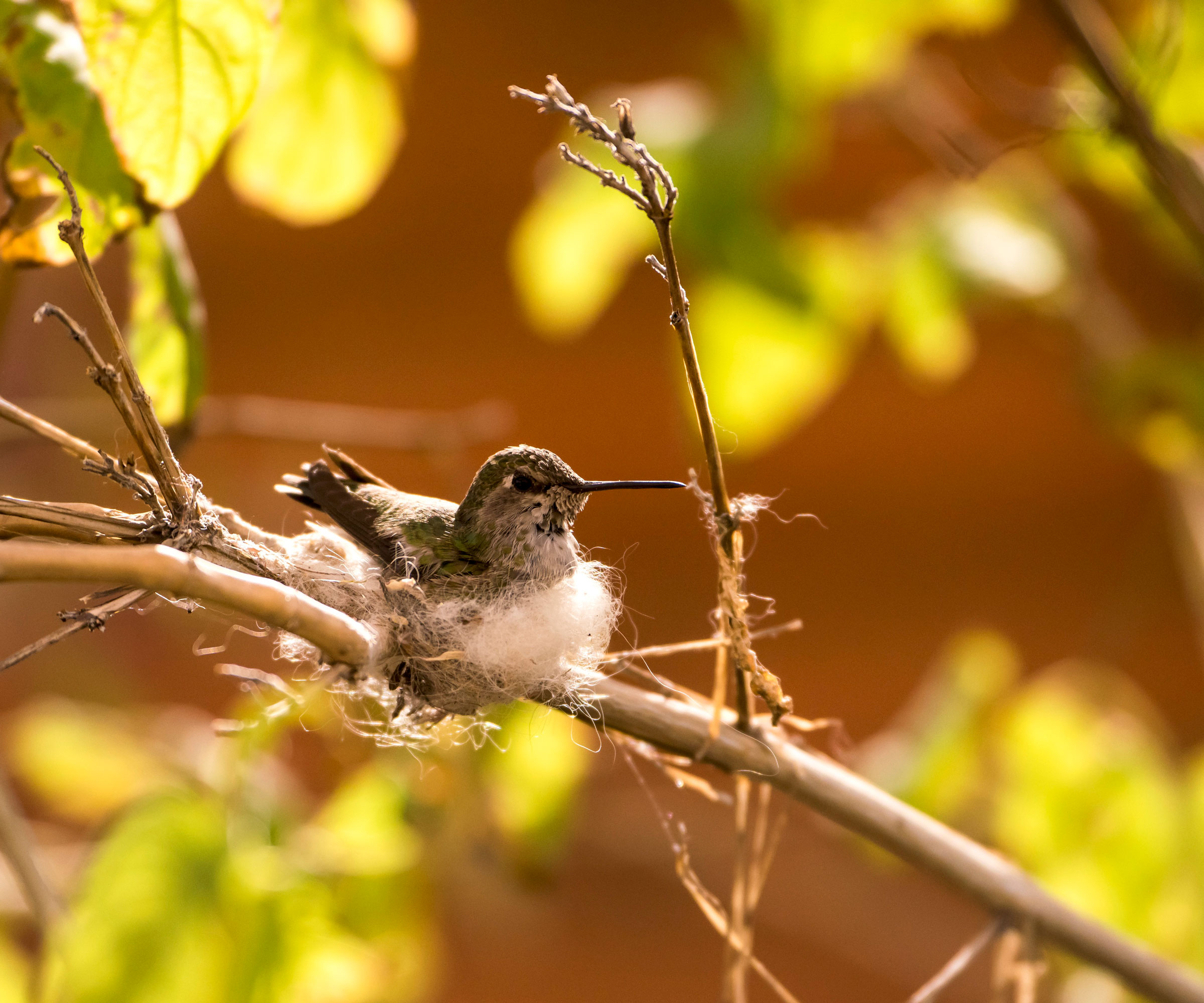 nesting hummingbird sitting in fluffy nest in tree