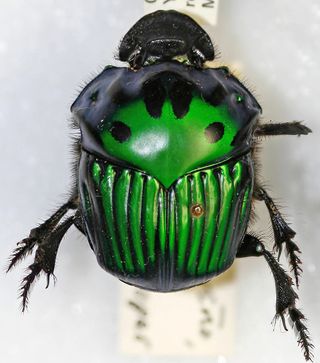 beautiful beetles