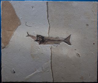 A fossil fish from the Eocene Epoch, know as Mioplosus labracoides, died while eating a smaller fish.