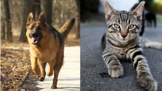 A german shepherd and a stray cat