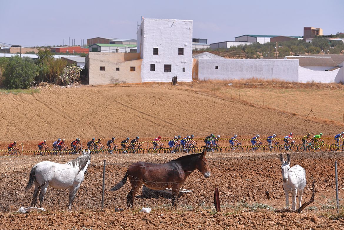 Horses watch on as the peloton rides by