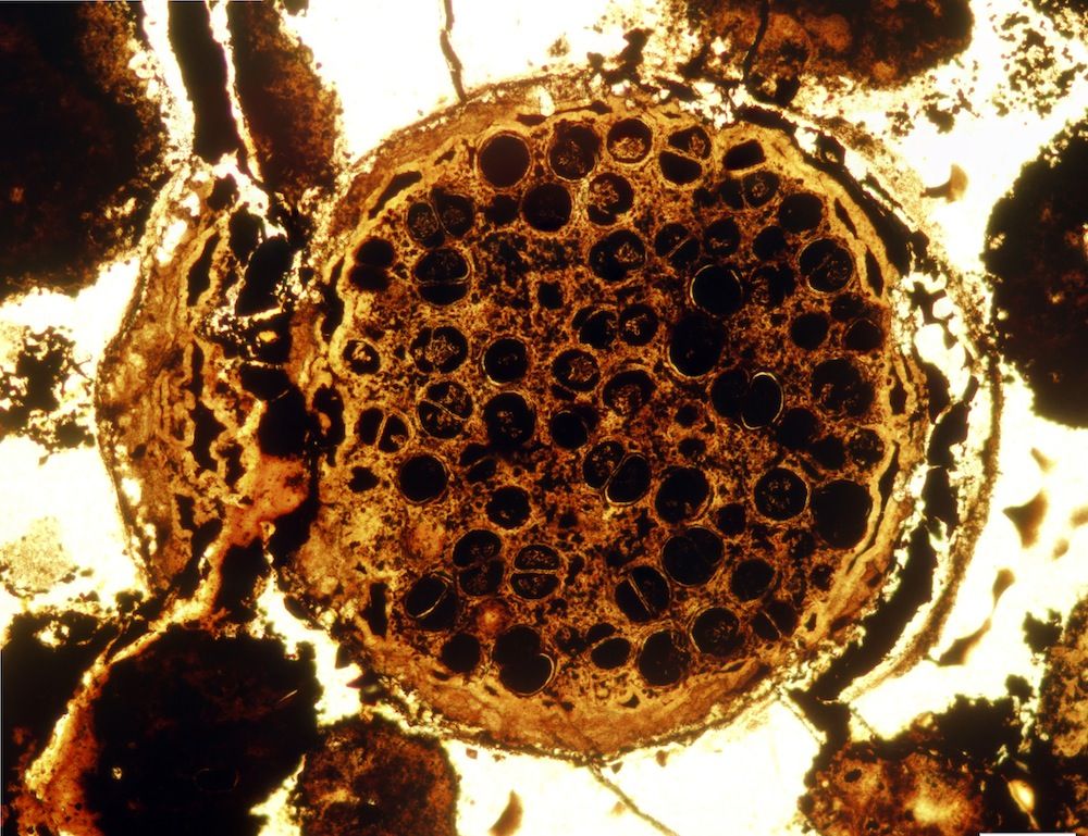 Multicellular Spherical Fossil