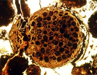 Multicellular Spherical Fossil