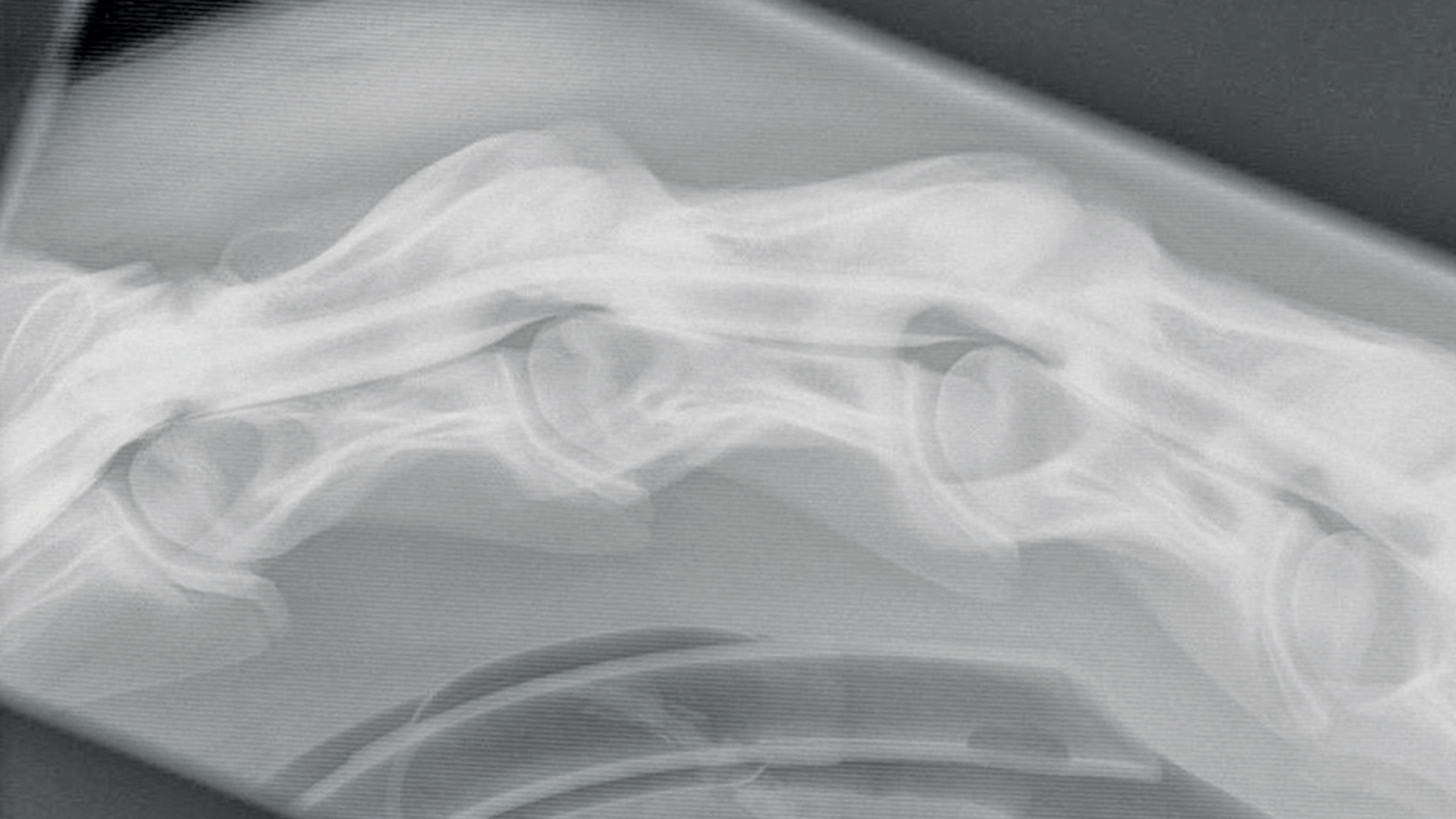 HAH301.vet_.p_ivens_radiograph_free_wording.jpg