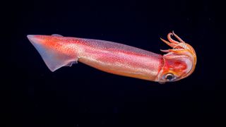 A purpleback flying squid swimming in the darkness. The squid is pink, orange and purple with white specks.