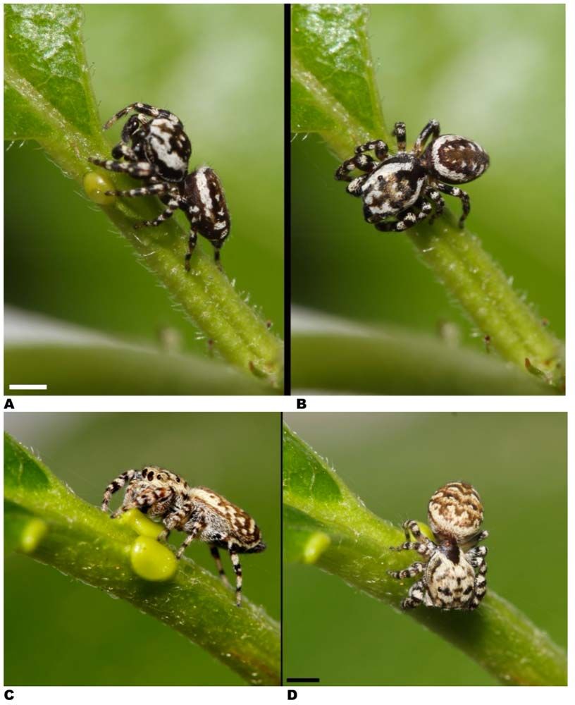 Spider Snacks Photos of PlantEating Arachnids Page 2