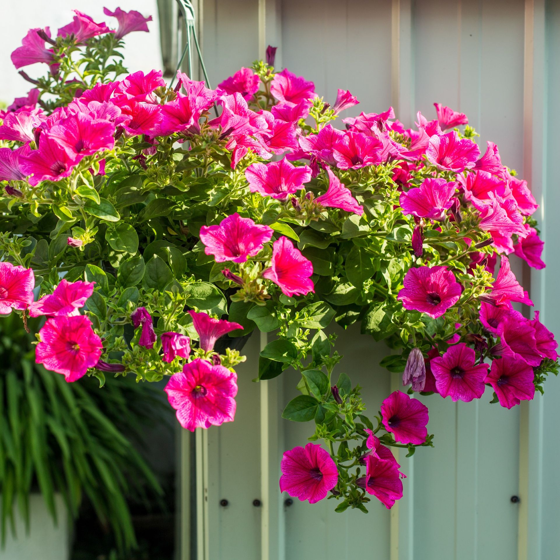 It’s time to start overwintering petunias, according to pros | Ideal Home