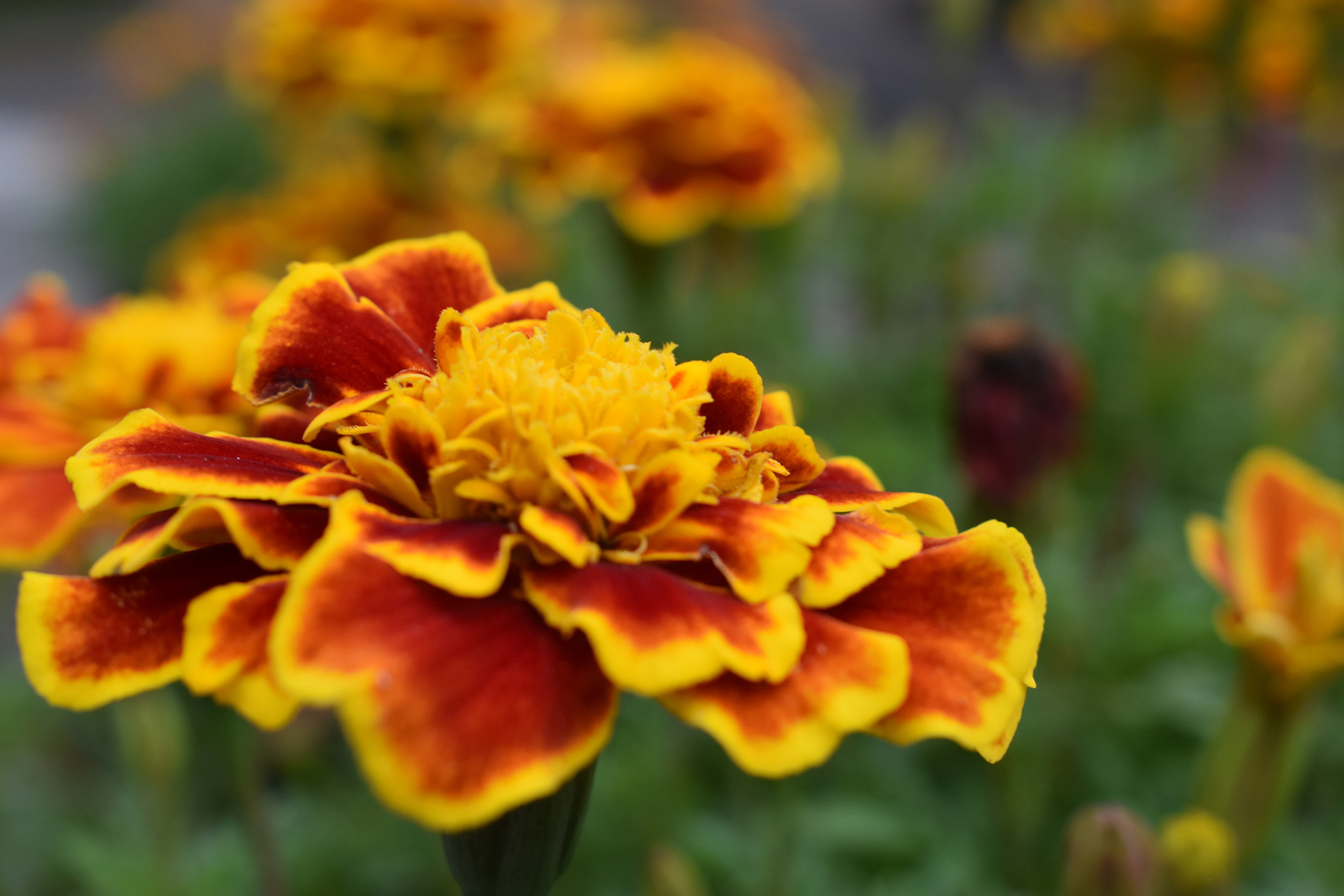 Best practices for watering marigolds according to experts 