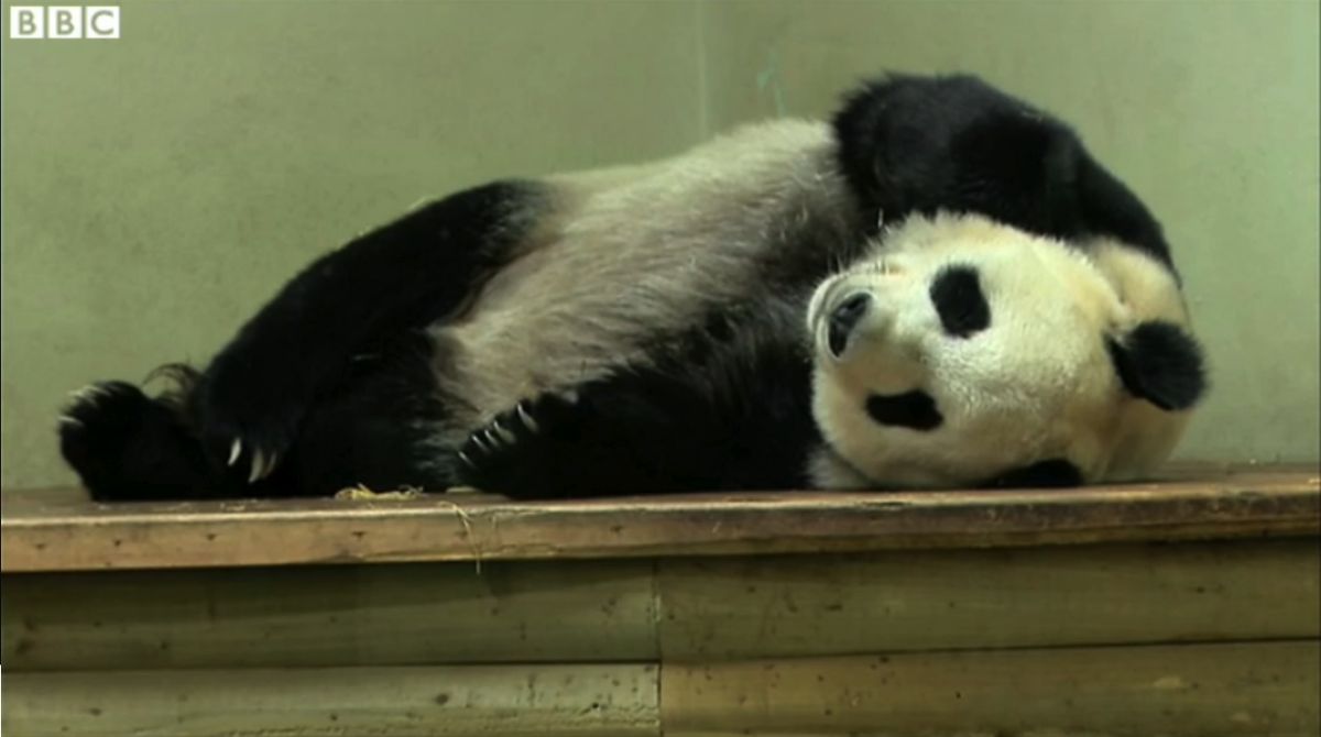 Female panda Tian Tian resting in her enclosure at the Edinburgh Zoo in August 2013.