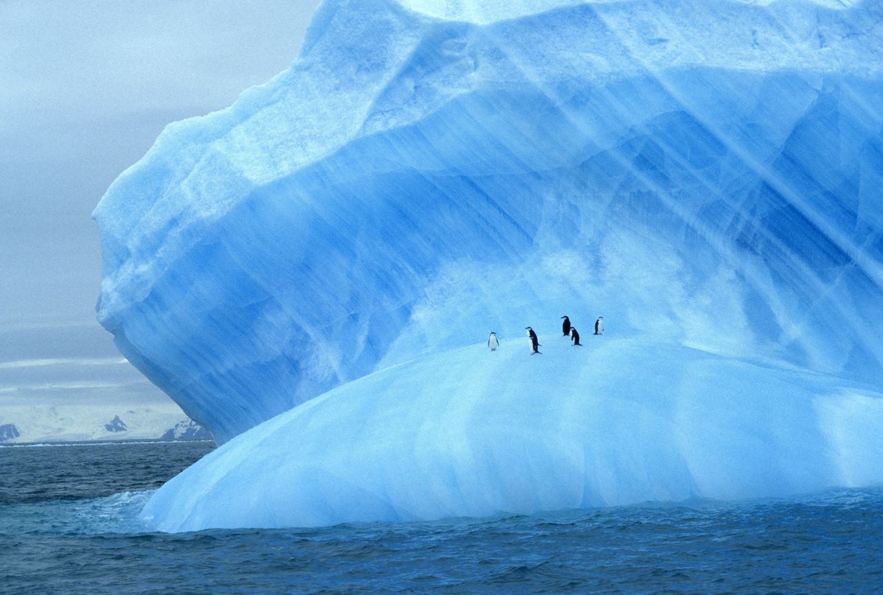 Penguins on an iceberg