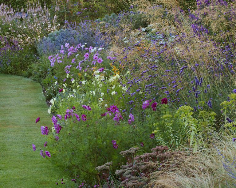 How to grow cosmos: expert tips on when and where to plant