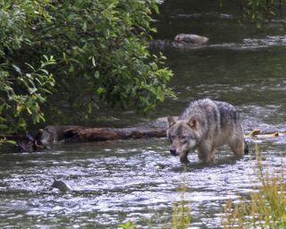 A member of the wolf pack stalking a fish in a stream.