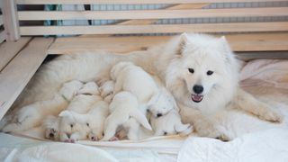 Samoyed dog with litter of puppies