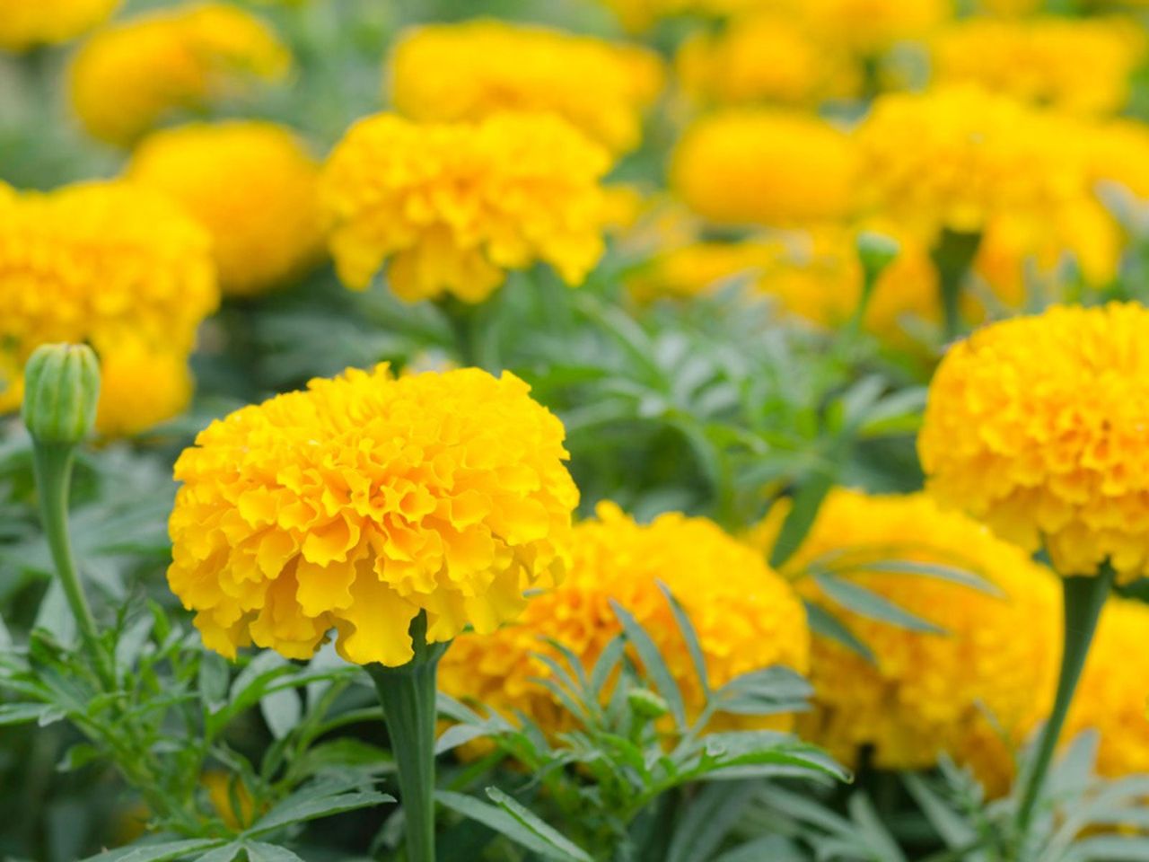 Marigold Flowers