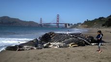 A dead humpback whale is seen washed up near San Francisco's Golden Gate Bridge on April 21, 2020.