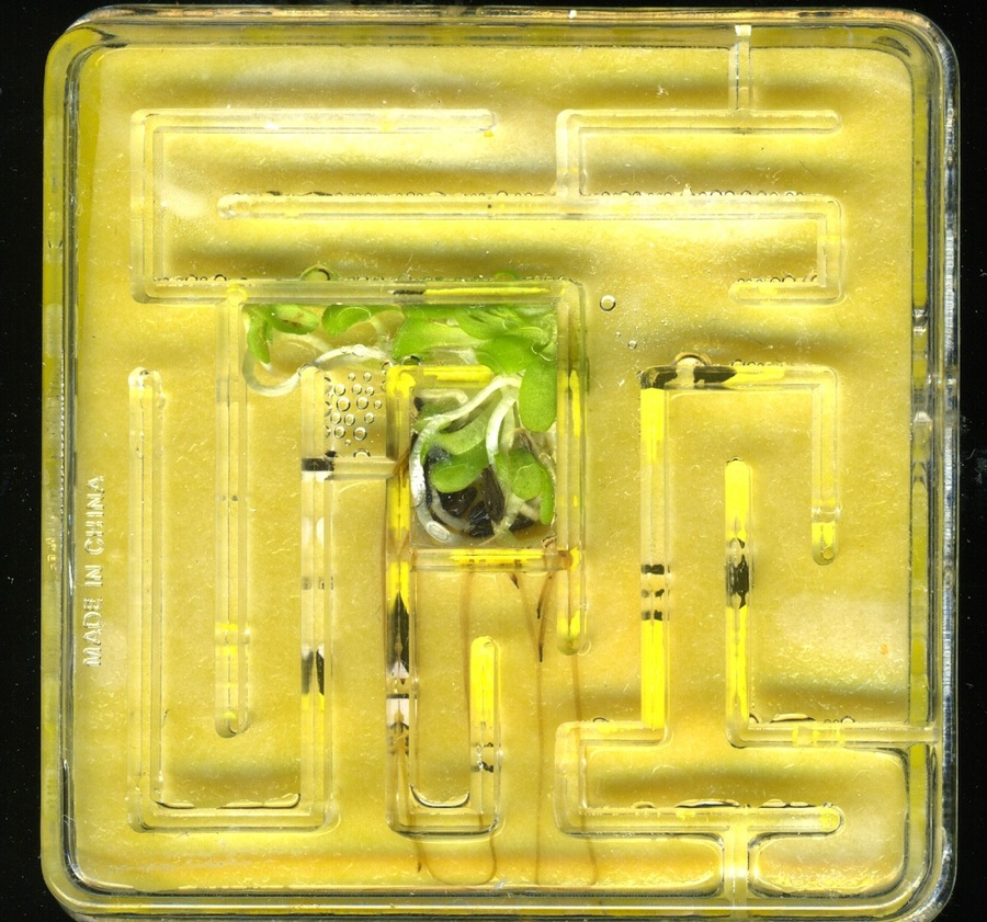 Here, an experiment to route plant roots through mazes, which is a step toward being able to incorporate plant wires into bio-hybrid self-growing circuits.