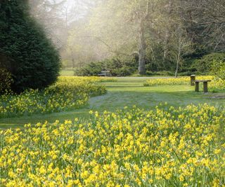 Masses of daffodils planted in borders