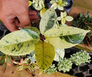 Ficus elastica 'Shivereana'