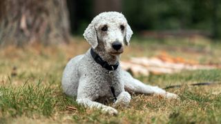 Bedlington terrier lying down