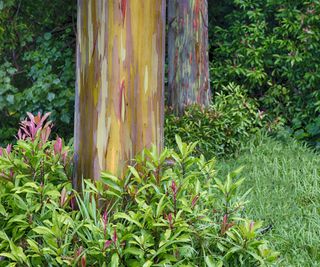closeup of trunks of Rainbow Eucalyptus Trees
