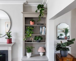 living room filled with calathea, pothos and other houseplants