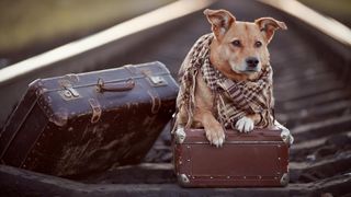 Dog "travelling" with 2 suitcases