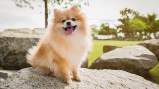 Pomeranian dog sitting on a rock