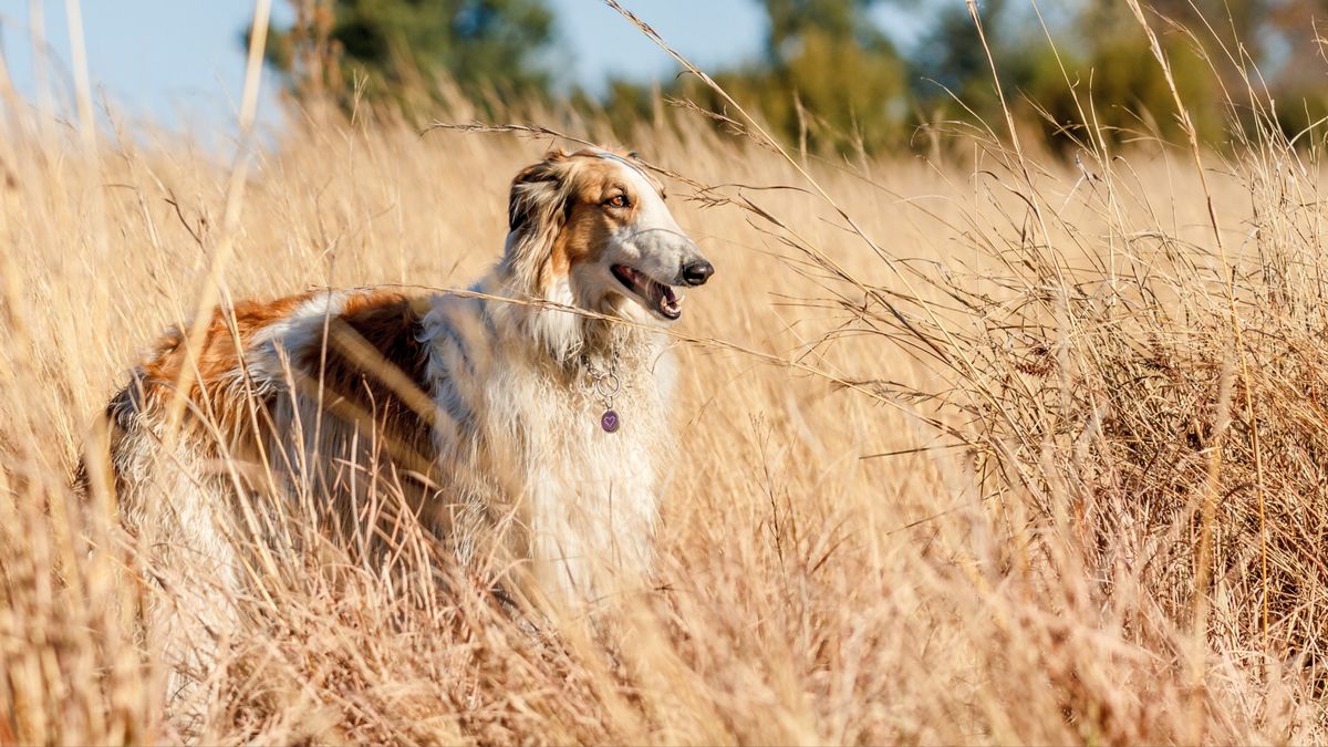 The fastest dog breeds – and their top speeds | PetsRadar
