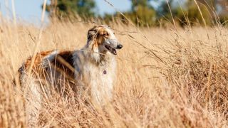 Borzoi