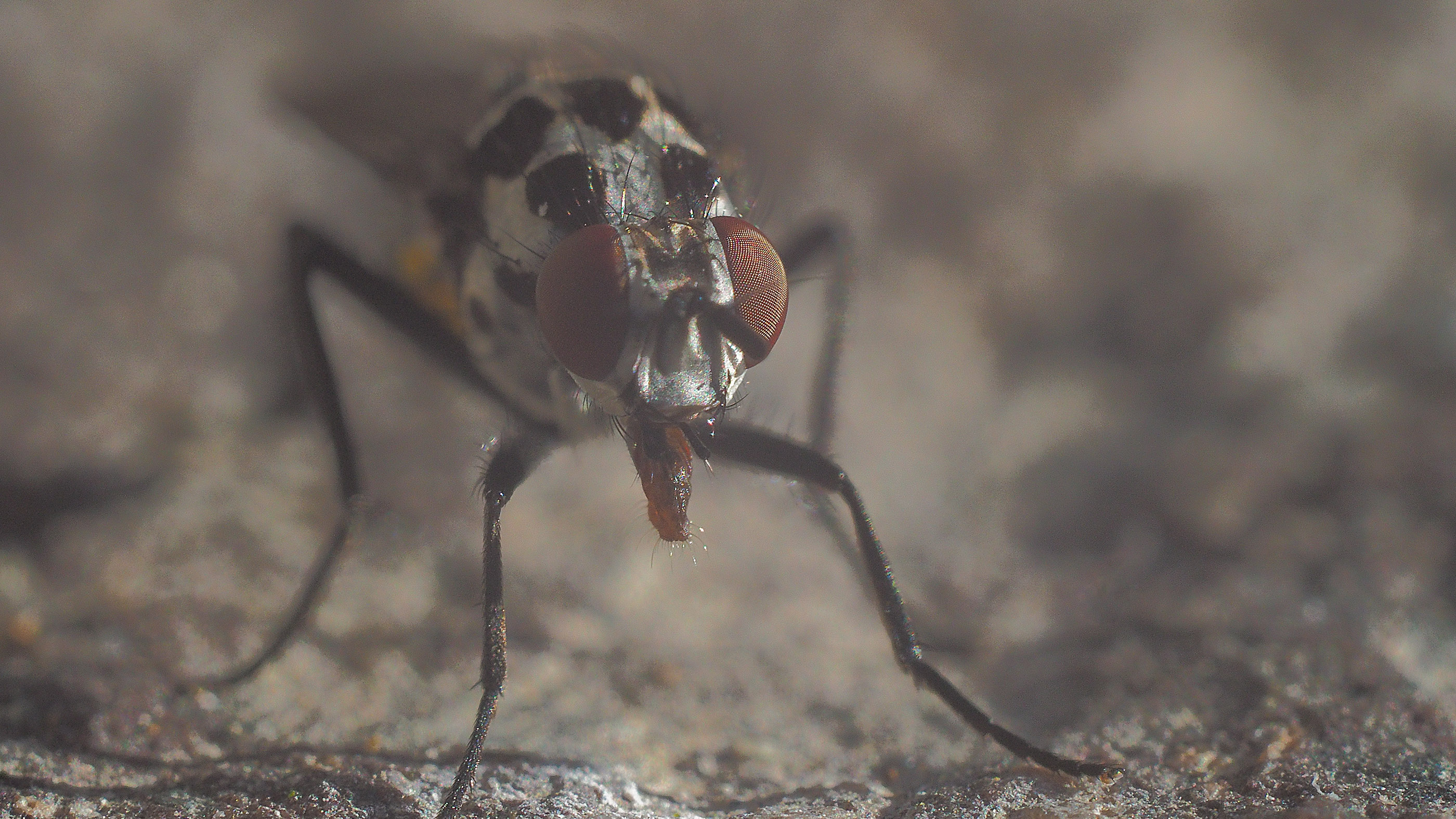 A close up of a fly with its labellum out