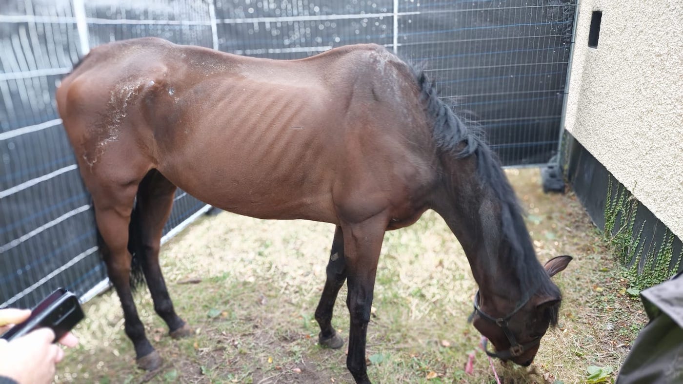 Dash going through rehabilitation in ISPCA care
