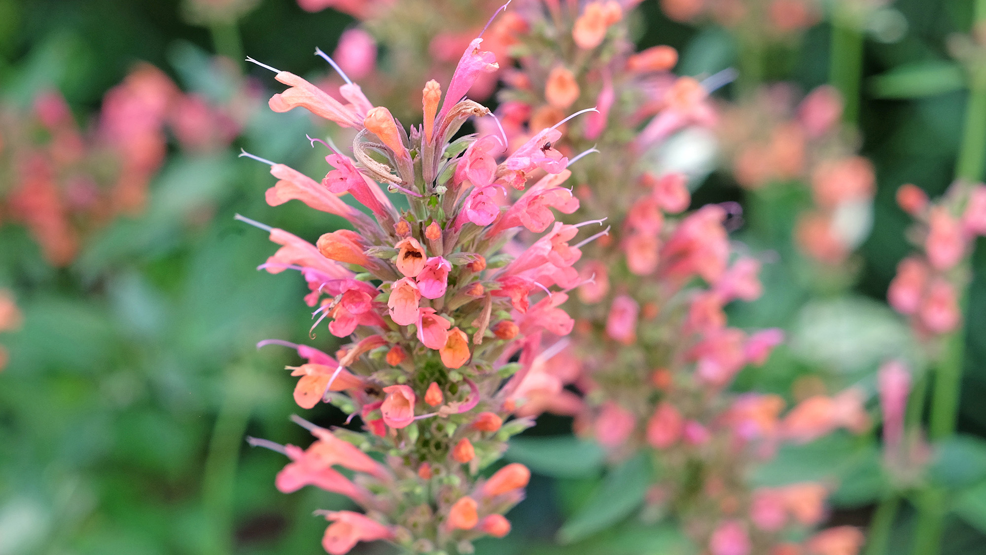 Sunset Hyssop