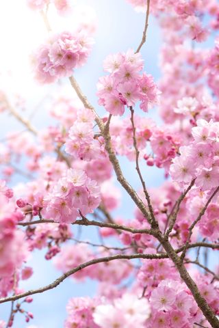 Cherry blossom on a tree