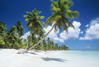 Palm trees on a beach in the Dominican Republic.