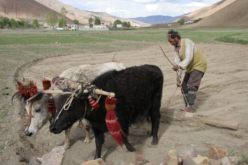 Even though there is less oxygen at high altitudes, Tibetans are able to work hard and consume sufficient amounts.