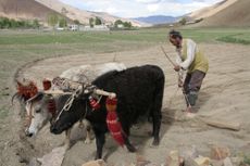 Even though there is less oxygen at high altitudes, Tibetans are able to work hard and consume sufficient amounts.