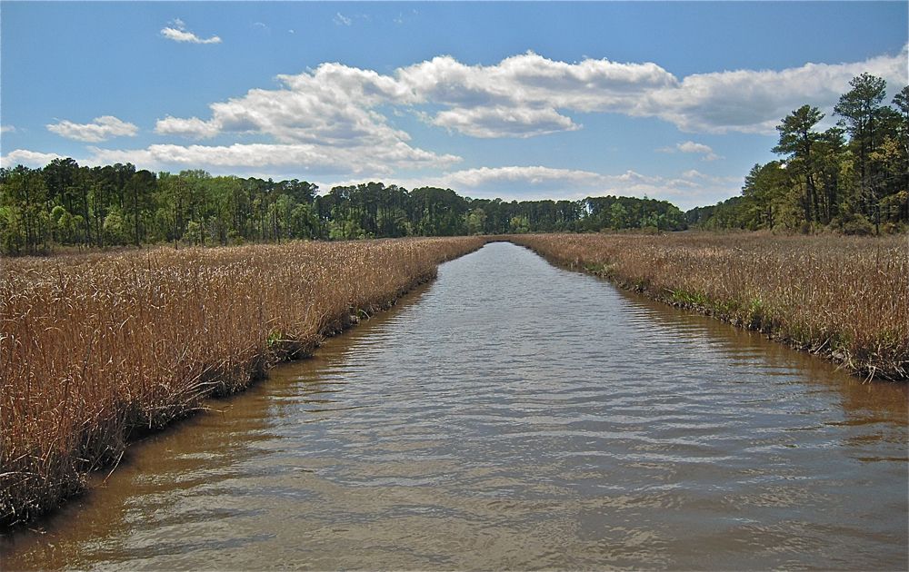 Photos: Spectacular saltwater marshes of the Eastern US | Live Science