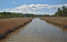 salt-water marshes