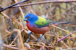 Tomasz Kapala captured a stunning photo of a male painted bunting songbird in Prospect Park in Brooklyn on Dec. 2, 2015.