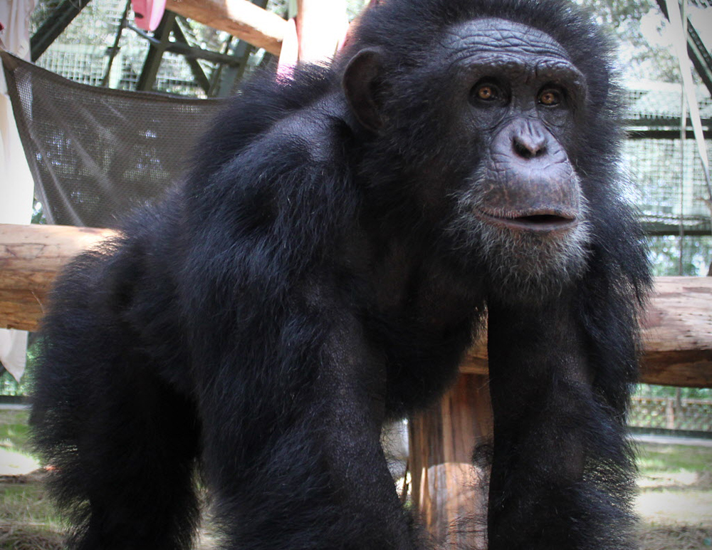 chimpanzees art, human society of the united states, medical research ethics